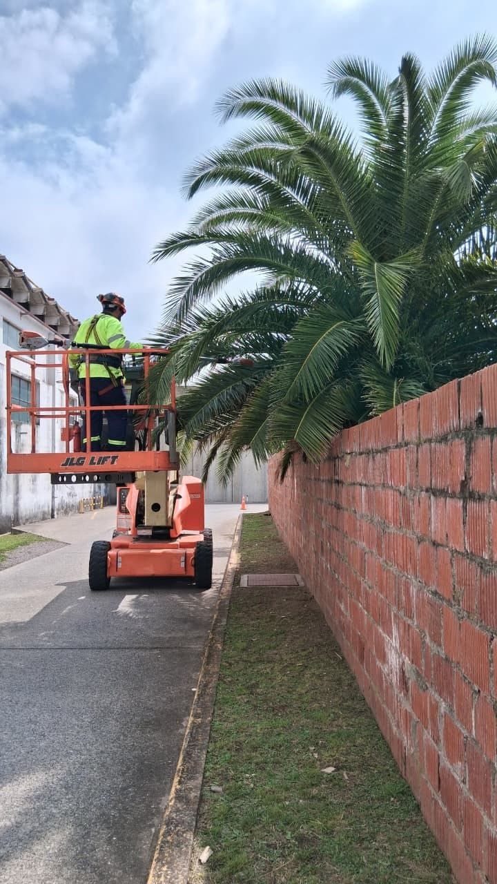 Operario de EV Soluciones podando una palmera desde una plataforma elevadora JLG